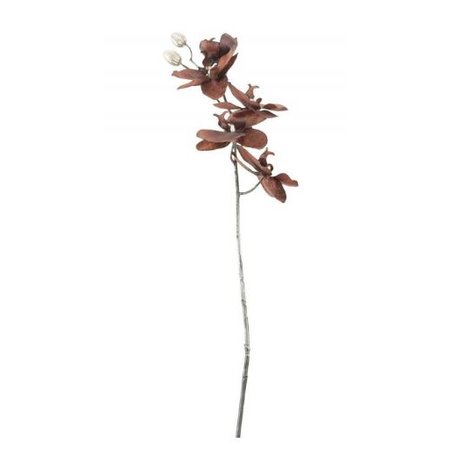 COSY & HOME Tak Phalaenopsis Bruin 7xh66cm Kunststof